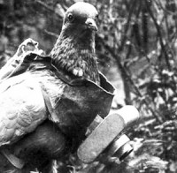 Od balónů, draků a holubů k letadlům a družicím. Jaká je historie focení světa shůry?